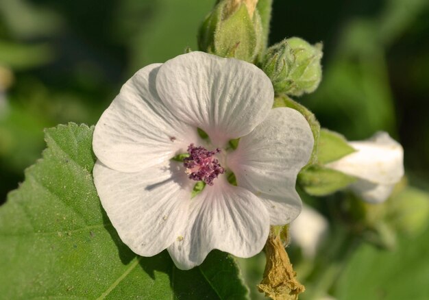 Flowers and leafs on a wooden table Marsh Mallow