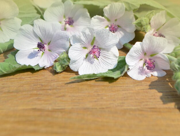 Flowers and leafs on a wooden table Marsh Mallow