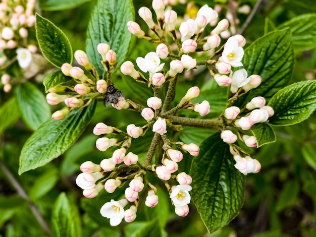 가죽 잎 비버넘 Viburnum rhytidophyllum의 꽃