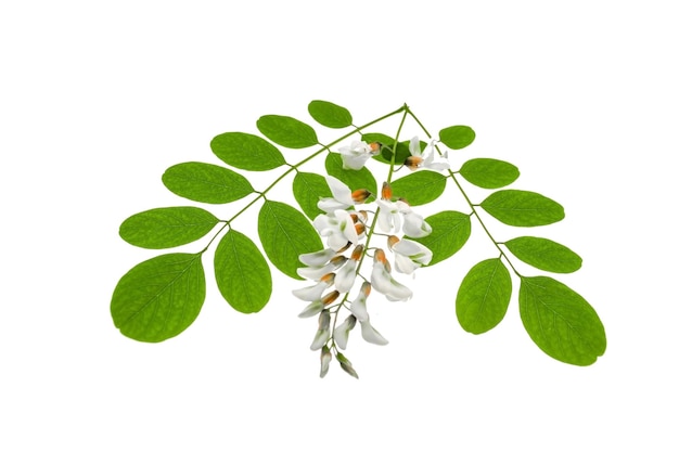 Flowers and leaves of acacia plant isolated on white background