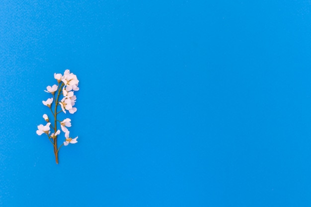 Flowers and leaves of bird cherry on a blue background.