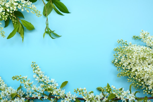 Flowers and leaves of bird cherry on a blue