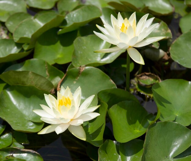 Photo flowers and leaves and green lotus leaves in the pond