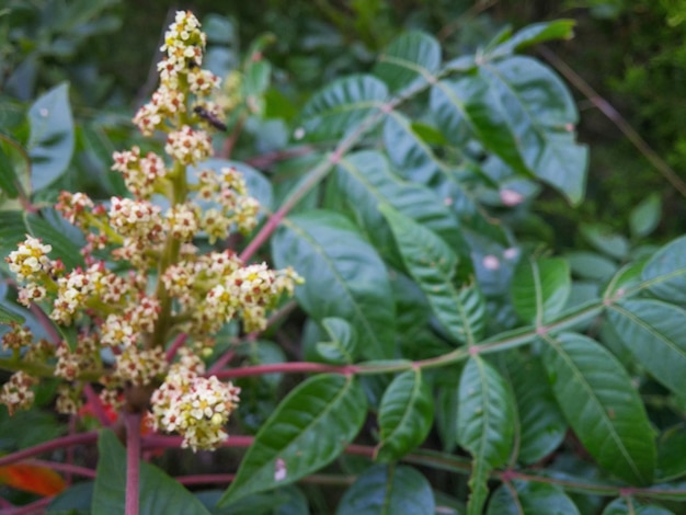 Photo flowers and leaves growing at yard