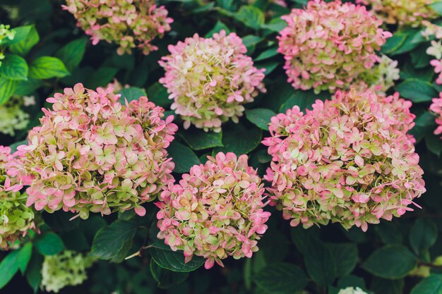 Flowers, leaves and sunlight. Pink and purple hydrangeas. Breathe in aroma of spring.