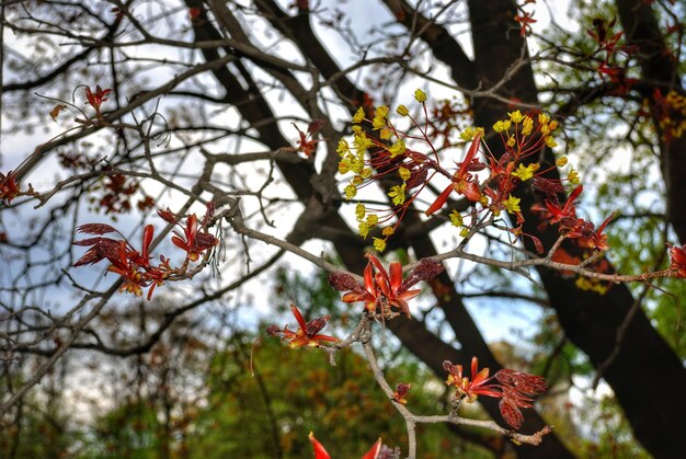 Photo flowers and leaves on tree