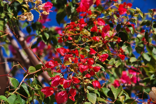 Flowers in Lefkara village, Cyprus