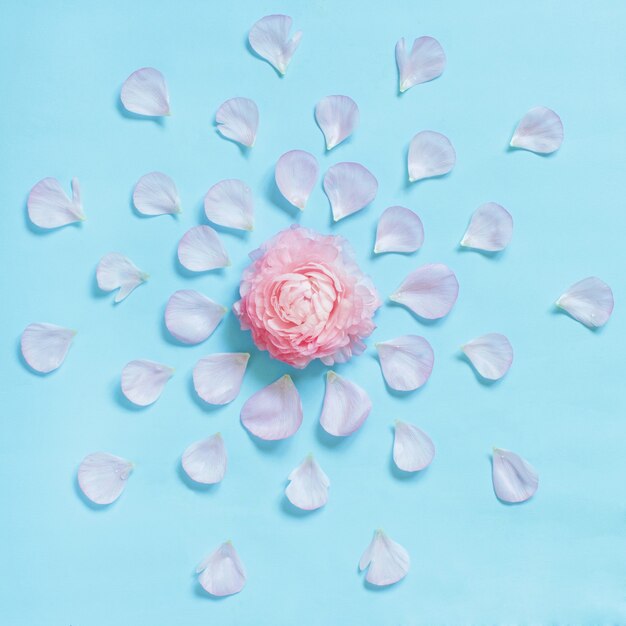 Photo flowers on a light blue background top view