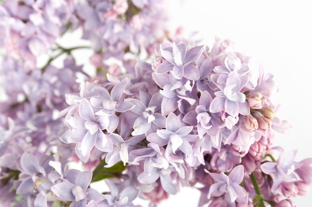 Flowers lilac Isolated