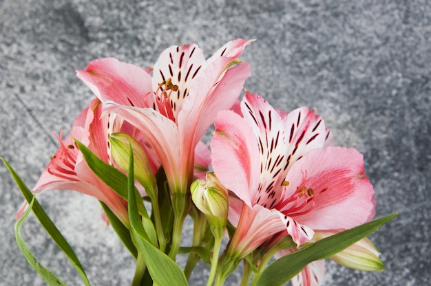 Flowers lily on gray textured background