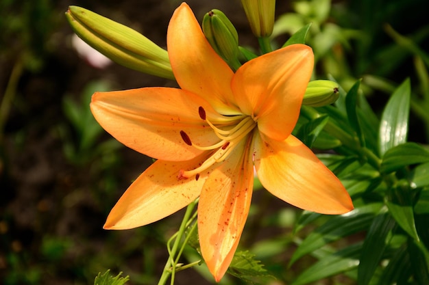 Flowers Lily Lily in the garden Yellow flower Yellow lily