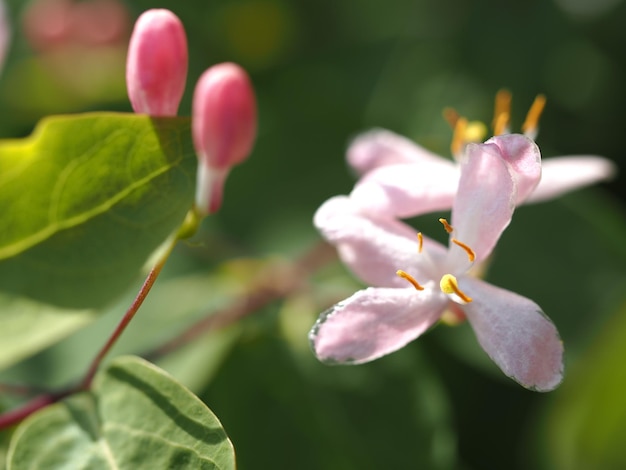 flowers of Lonicera xylosteum