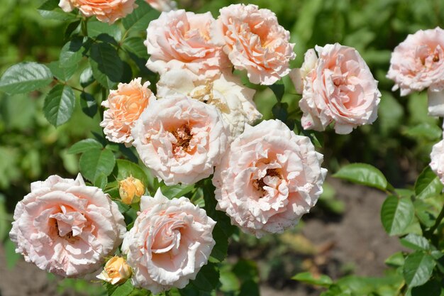 花庭にたくさんの花バラ