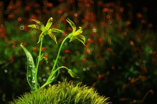 Flowers macro wild nature background