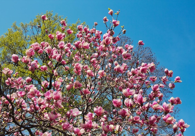 Fiori di albero di magnolia sopra il cielo blu in primavera.