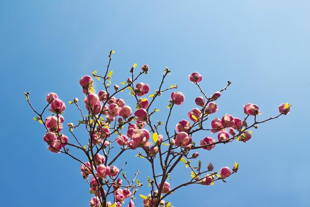 Flowers of magnolia tree over blue sky in springtime.