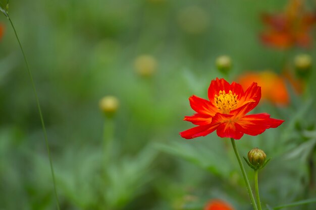 庭の色とりどりの花。