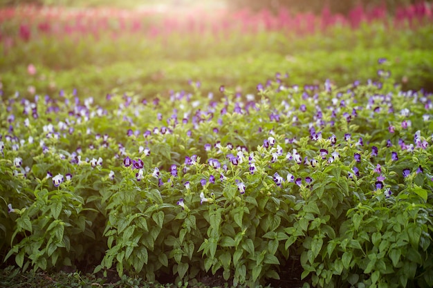 庭の色とりどりの花。