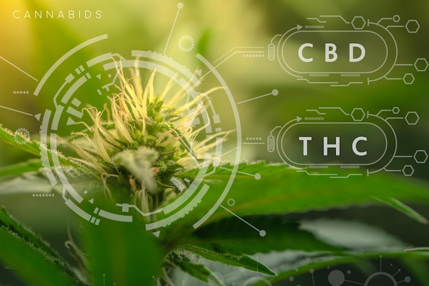 Цветы и растения марихуаны CBD THC формула химической структуры промышленность каннабиса выращивание конопли фармацевтический бизнес CBD и компоненты THC в каннабисе и медицинском здоровье с копией пространства