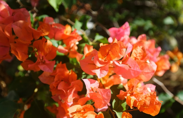 Foto fiori della martinica fiore esotico sul cespuglio verde particolare del giardino tropicale in fiore