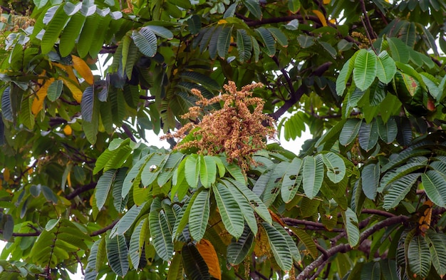 Fiori di frutta matoa (pometia pinnata), frutto nativo di papua, indonesia