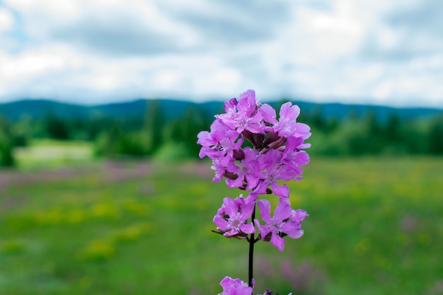 草原の花を背景に