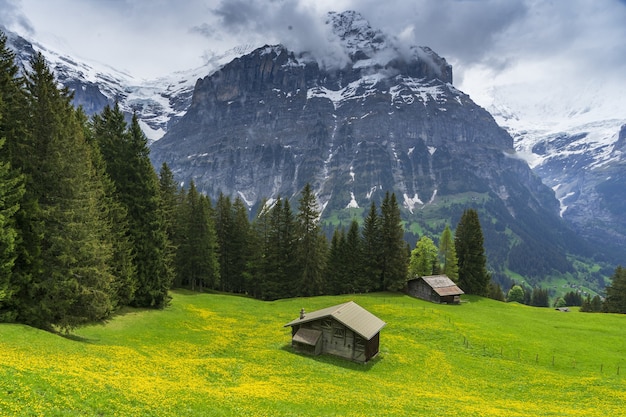 Flowers in the meadow in the shadow of the mountains