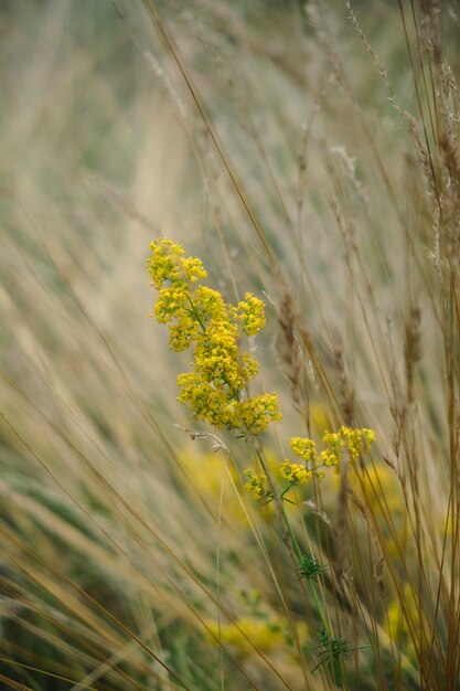 草原の花、黄色い花