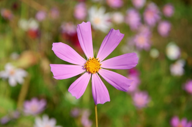 Flowers on the meadow