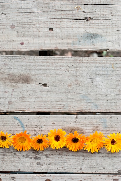 Photo flowers of a medicinal calendula background with copyspace