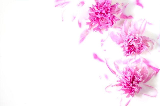 Цветы и молоко Ванна Розовый цветок пиона в молоке Концепция нежной красоты чистоты Copy space