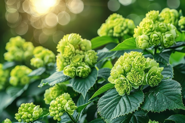 the flowers of a morning plant in the spring sunshine professional photography