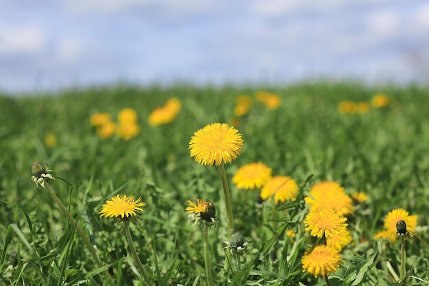 Flowers of mother and stepmother dandelion on the background of a green field on a sunny day Selective focus