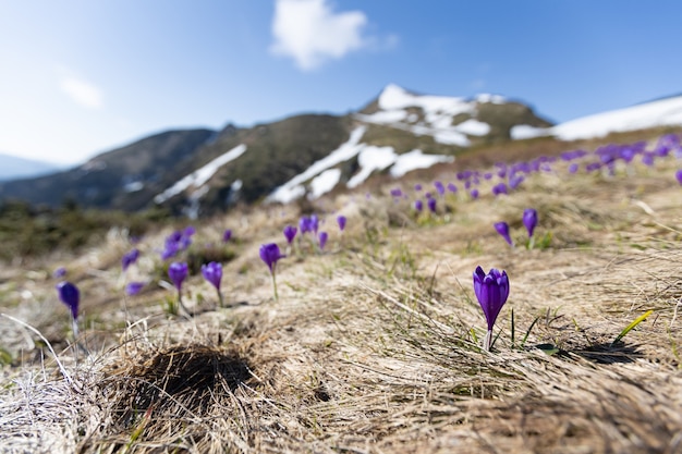 山の花。雪の降る天気に咲く紫色のクロッカス。ヨーロッパ、カルパティア山脈、国境ウクライナ-ルーマニア、マルマロシー