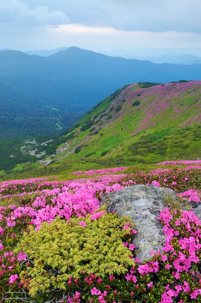 Flowers in the mountains