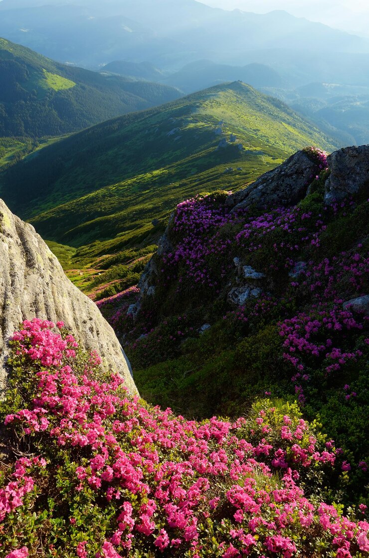 Flowers in the mountains