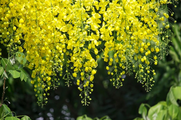 木に花が咲きます