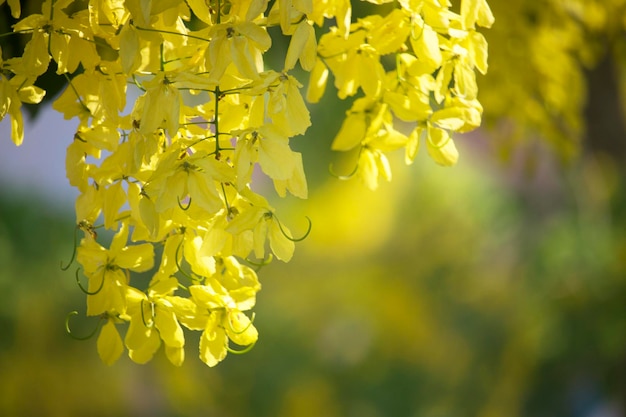 Flowers multiply blossoming on the tree