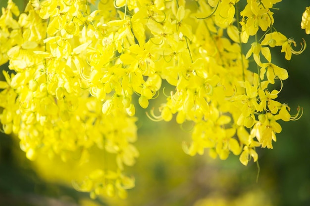 Flowers multiply blossoming on the tree