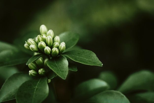 I fiori della fioritura murraya paniculata.