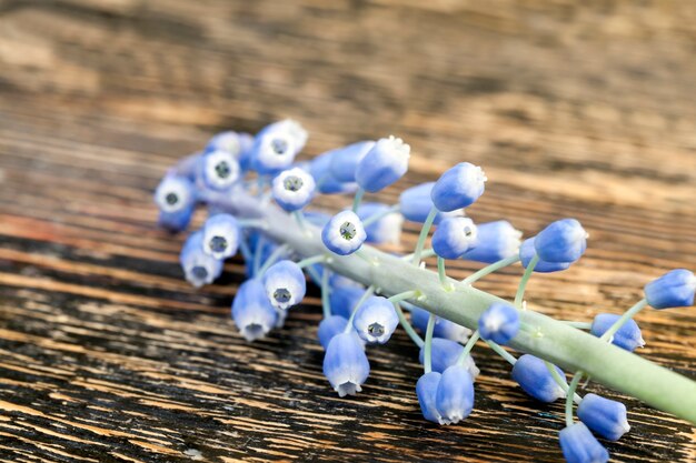 Foto fiori muscari