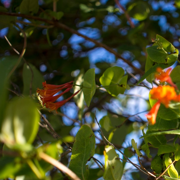 朝の花と自然 まだ明るい この花はツツジの花 空は澄んでいる