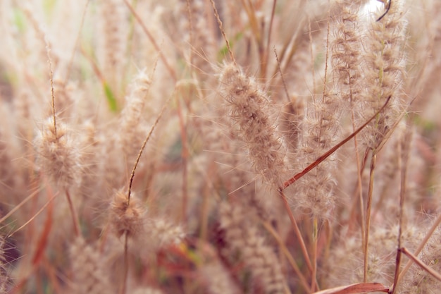 Flowers Nature spring vintage outdoor background-soft focus