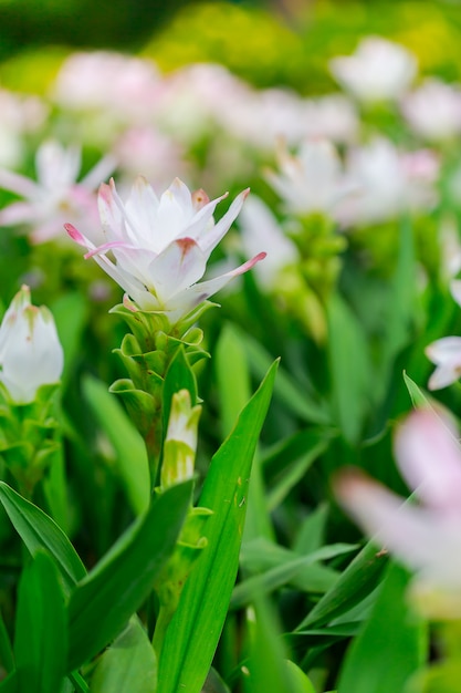 自然の中の花。