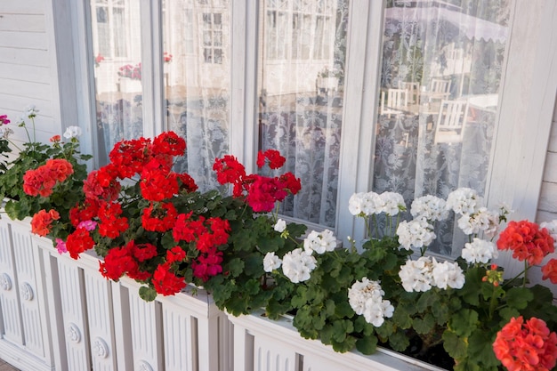 여름 신선함의 유리 흰색과 붉은 피튜니아 향기에 집 창 반사 근처 꽃