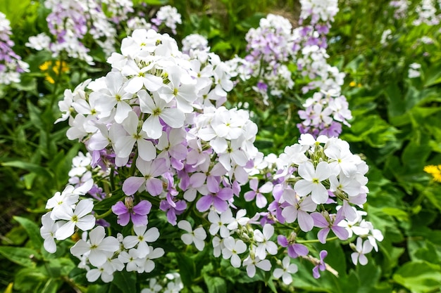 ロシアのエルブルス山近くのコーカサス山脈に囲まれたカラカヤス滝の近くの花