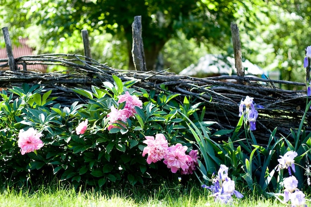 Fiori vicino alla staccionata in legno con viti nel villaggio