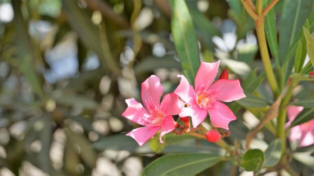 Rose laurel adelfa blanca 등으로도 알려진 Nerium oleander의 꽃