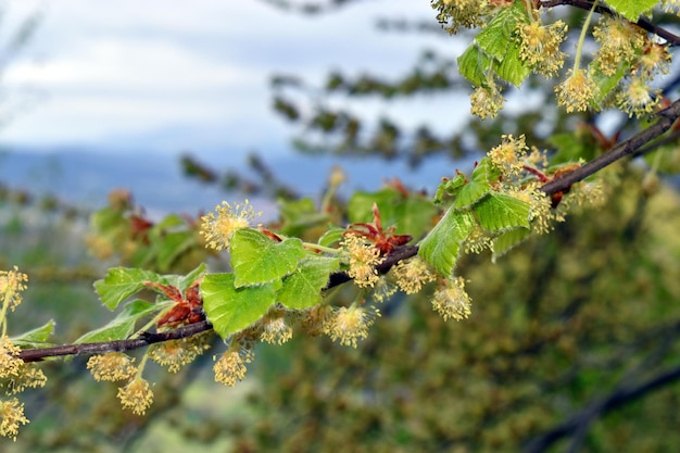 Цветы и новые листья бука Fagus sylvatica