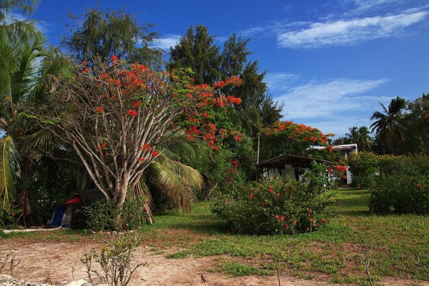 Foto fiori sulla spiaggia di nungwi a zanzibar, in tanzania